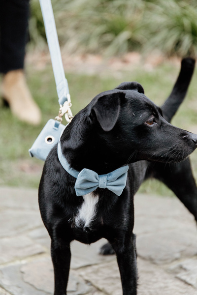 Kokarda do obroży dla psa Kentucky Dogwear Velvet