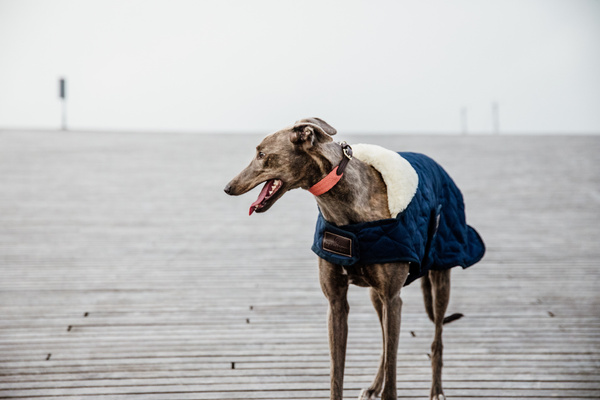 Obroża dla psa Kentucky Dogwear Jacquard