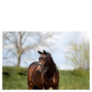 Ogłowie anatomiczne z lakierowanym nachrapnikiem szwedzkim ANKY®