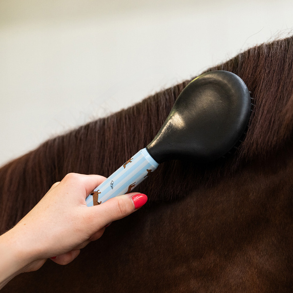 Zestaw do czyszczenia konia QHP Stable buddy