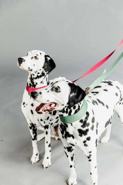 Smycz dla psa Kentucky Dogwear Jacquard - 140 cm