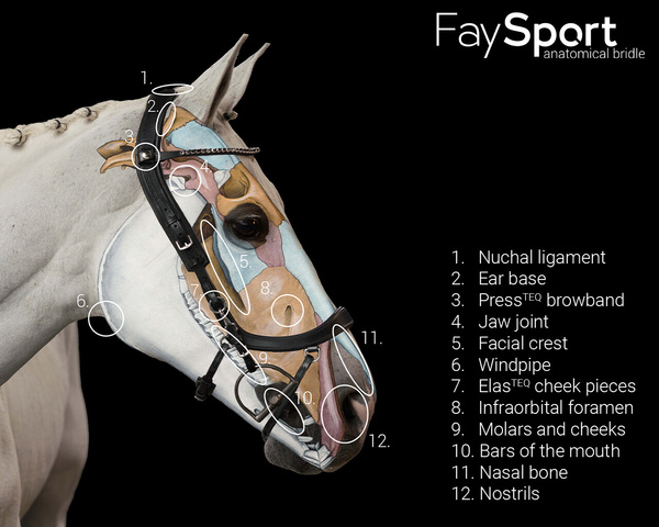 Ogłowie anatomiczne PresTeq FaySport