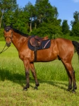 Czaprak wszechstronny TOMMY HILFIGER EQUESTRIAN Stanford