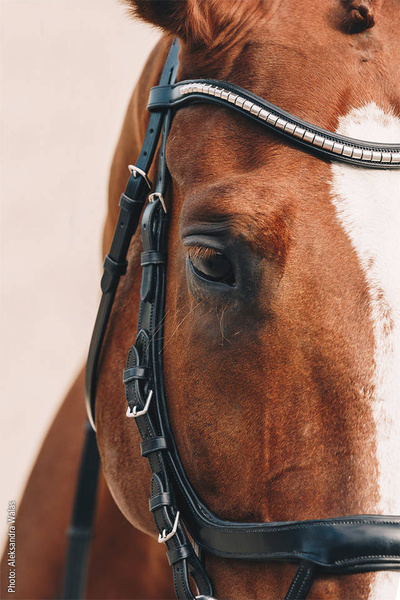 Ogłowie anatomiczne Schockemöhle Sports Equitus Omega