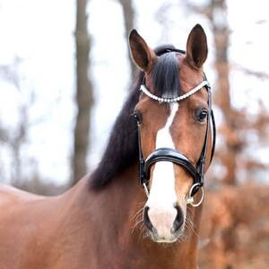 Naczółek opadający Kavalkade Floretta