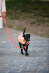 Smycz dla psa Kentucky Dogwear Jacquard - 140 cm