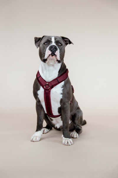 Szelki dla psa Kentucky Dogwear Active Velvet