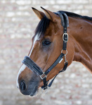 Kantar z futrem Waldhausen Elegant