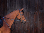 Wytok Riding World