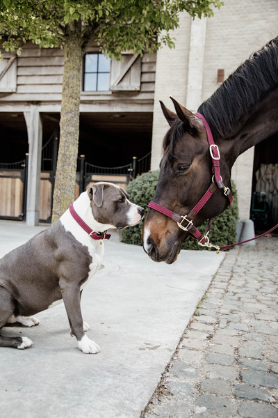 Obroża dla psa Kentucky Dogwear Plaited Nylon