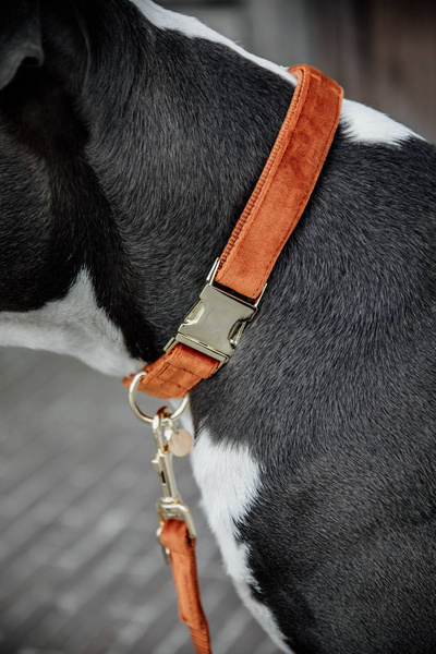 Obroża dla psa Kentucky Dogwear Velvet