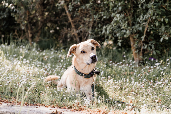 Obroża dla psa Kentucky Dogwear Plaited Nylon