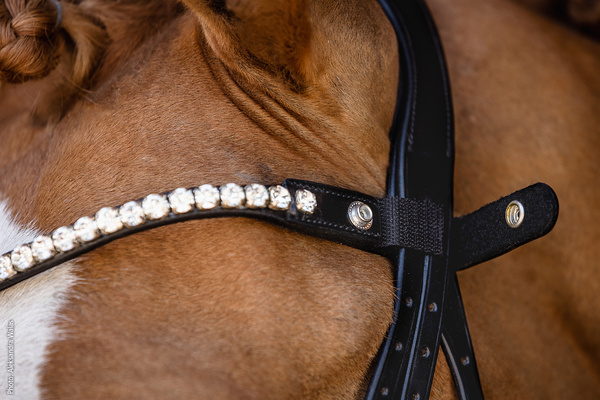 Ogłowie z nachrapnikiem szwedzkim Schockemöhle Sports Siena