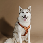 Szelki dla psa Kentucky Dogwear Active Velvet