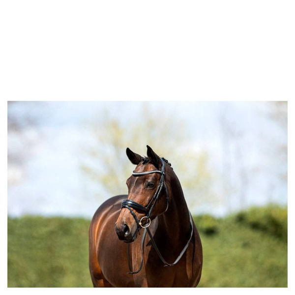 Ogłowie anatomiczne z nachrapnikiem kombinowanym ANKY®