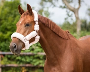 Kantar z futrem QHP Alaska