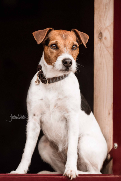 Obroża dla psa Kentucky Dogwear Triangle