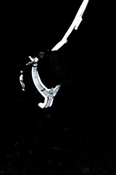 Szelki dla psa Kentucky Dogwear Active Reflective