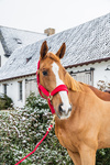 Kantar dla konia Kentucky Horsewear Velvet