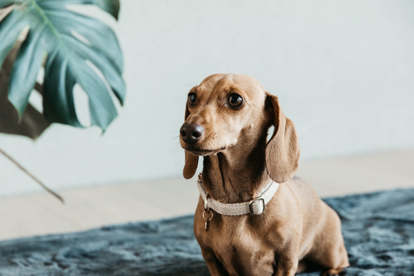 Obroża dla psa Kentucky Dogwear Wool