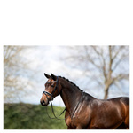 Ogłowie anatomiczne z lakierowanym nachrapnikiem szwedzkim ANKY®