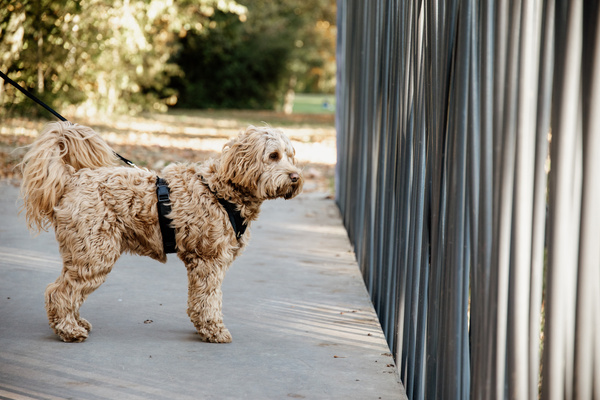 Szelki dla psa Kentucky Dogwear Active Velvet