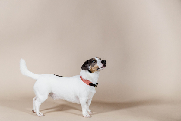 Obroża dla psa Kentucky Dogwear Jacquard