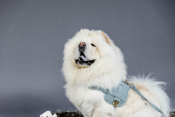 Szelki dla psa Kentucky Dogwear Wool Body Safe