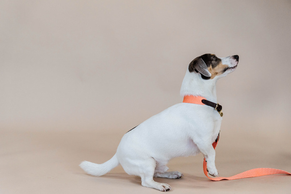 Obroża dla psa Kentucky Dogwear Jacquard