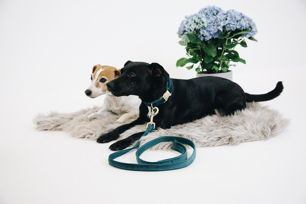 Obroża dla psa Kentucky Dogwear Velvet