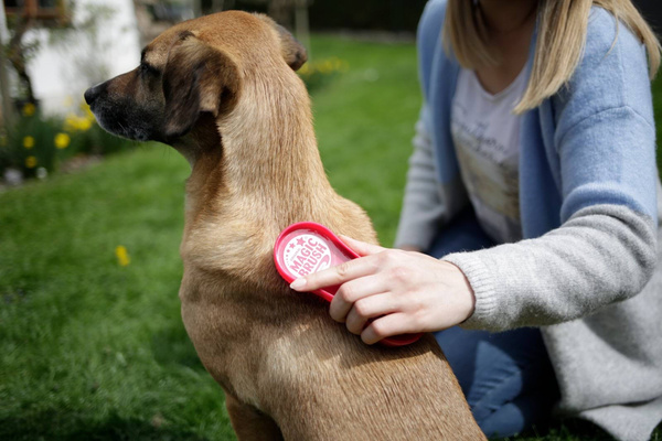 Szczotka dla psów z krótką i średnią długością sierści Magic Brush