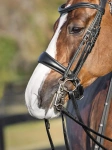 Nachrapnik szwedzki kombinowany z paskiem krzyżowym Equiline Gold Clincher