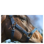 Kantar ANKY® Grooming