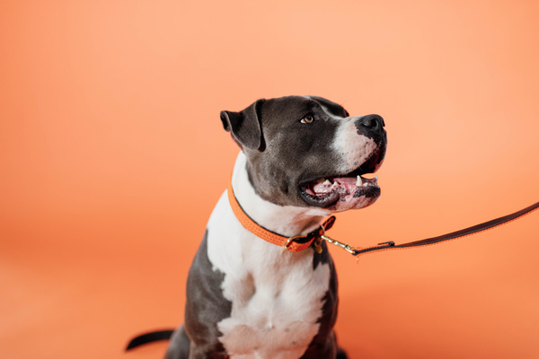 Smycz dla psa Kentucky Dogwear Plaited Nylon - 120 cm