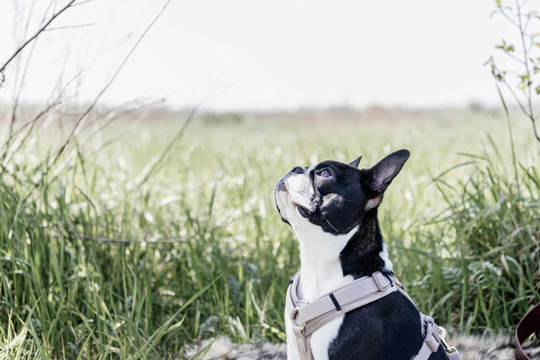 Szelki dla psa Kentucky Dogwear Active Velvet