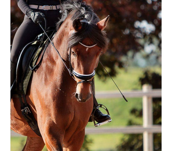 Ogłowie z nachrapnikiem szwedzkim Kavalkade Charlotte