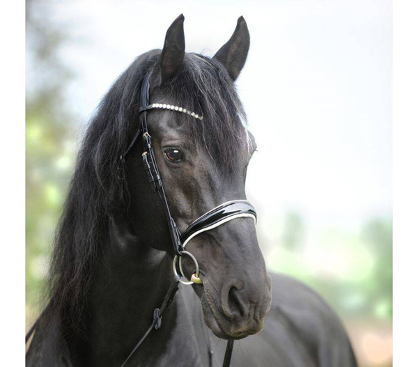 Ogłowie z nachrapnikiem kombinowanym Kavalkade Juliana