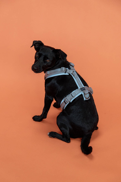 Szelki dla psa Kentucky Dogwear Active Reflective