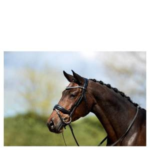 Ogłowie anatomiczne z nachrapnikiem kombinowanym ANKY®