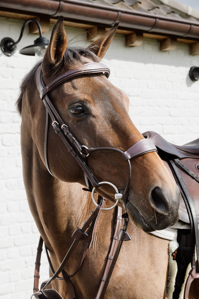 Ogłowie z nachrapnikiem przelotowym Dy'on New Collection NEABA7