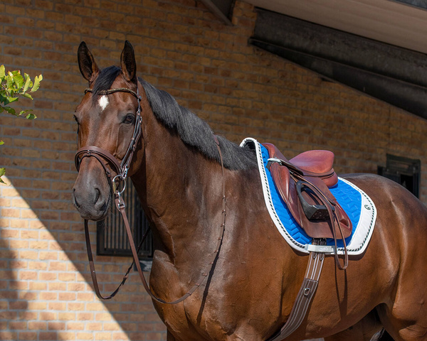 Czaprak wszechstronny QHP Shiva