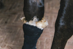 Terapeutyczna wełna owcza do leczenia skóry, obrzęków i wsparcia ścięgien konia Grooming Deluxe Therapeutic Wool 150 g 