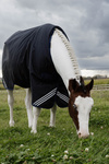 Derka padokowa Kentucky Horsewear Comfort 0g