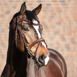 Ogłowie z nachrapnikiem kombinowanym Kavalkade Everyday