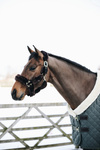 Kantar obszyty w całości syntetycznym futrem Kentucky Horsewear Sheepskin Shipping