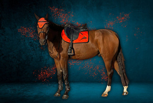 Czaprak wszechstronny eQuick