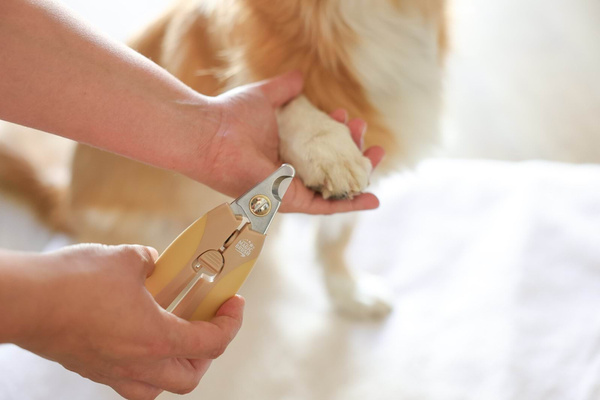 Cążki do pazurów dla psów Magic Brush