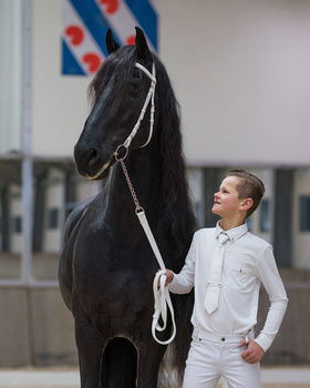 Ogłowie pokazowe QHP