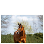 Ogłowie anatomiczne z nachrapnikiem szwedzkim ANKY® Comfort Fit Combined