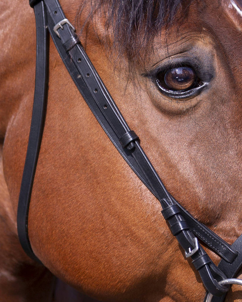 Ogłowie z płaskim nachrapnikiem Riding World